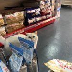PETS RAW