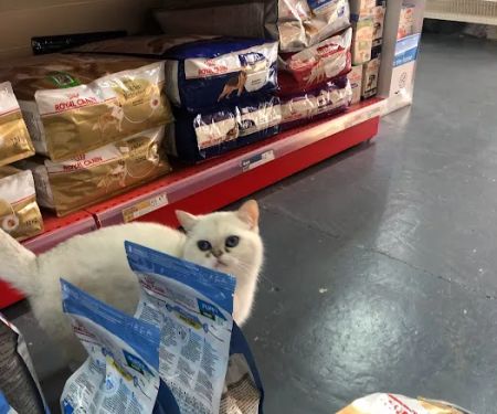 PETS RAW