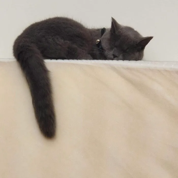 Glenbeets Cattery Picture 3