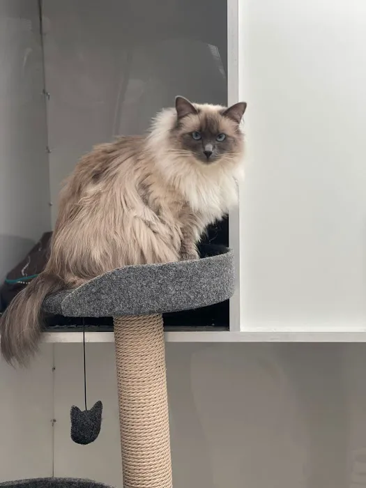 Glenbeets Cattery Picture 6