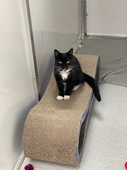 Glenbeets Cattery Picture 2