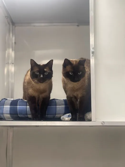 Glenbeets Cattery Picture 1