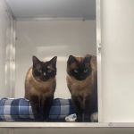 Glenbeets Cattery