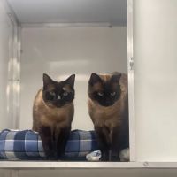 Glenbeets Cattery ico