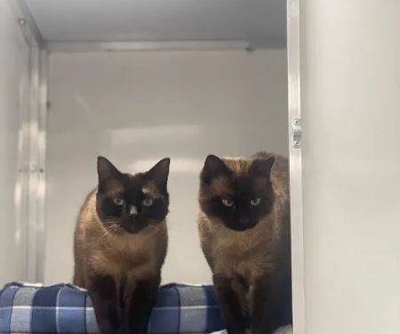 Glenbeets Cattery