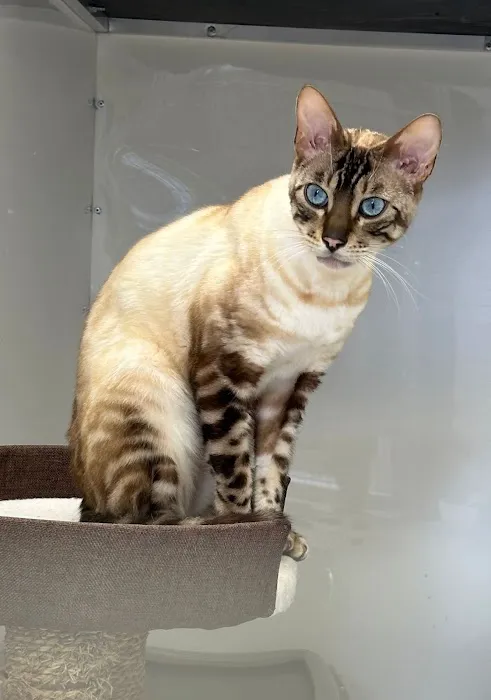 Glenbeets Cattery Picture 9