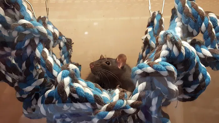 Pets at Home Leicester Beaumont Picture 2