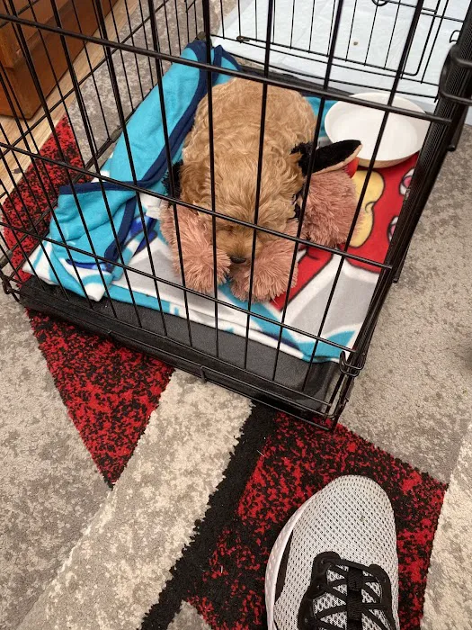 Pets at Home Leicester Beaumont Picture 10