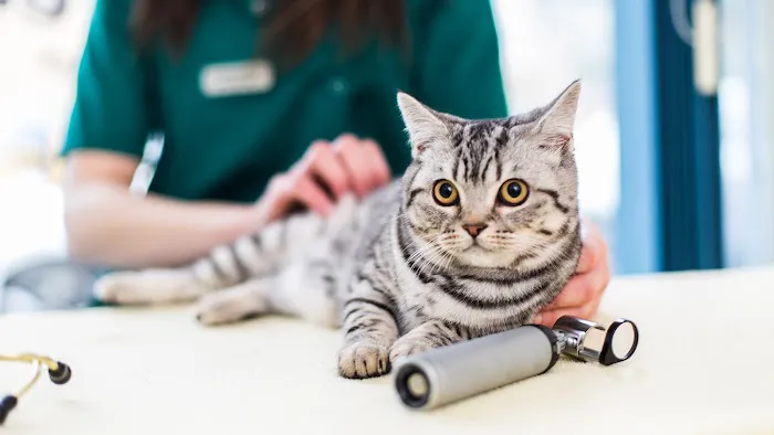 Heath Veterinary Group Picture 6