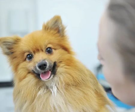 Heath Veterinary Group