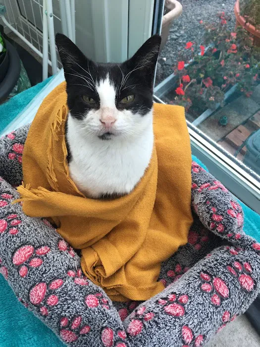 The Cardiff Cat Clinic Picture 1