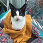 The Cardiff Cat Clinic