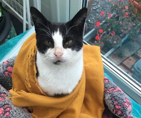 The Cardiff Cat Clinic