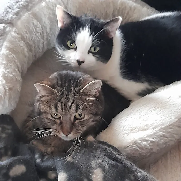 The Cardiff Cat Clinic Picture 2