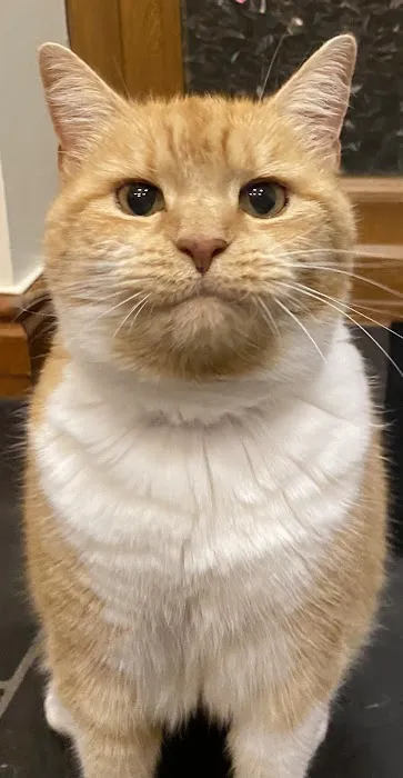 The Cardiff Cat Clinic Picture 5