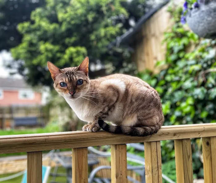 The Cardiff Cat Clinic Picture 8