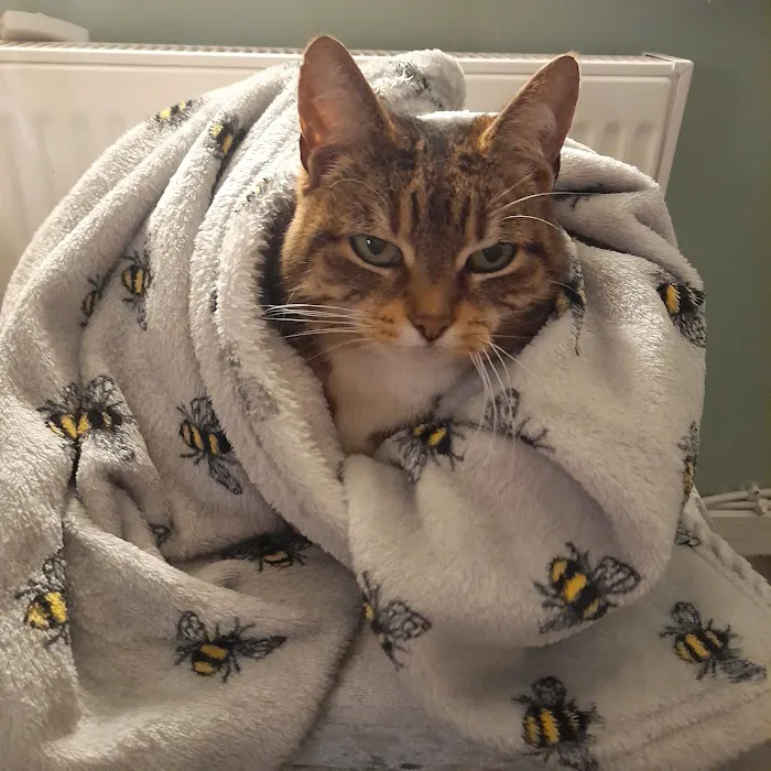 The Cardiff Cat Clinic Picture 7