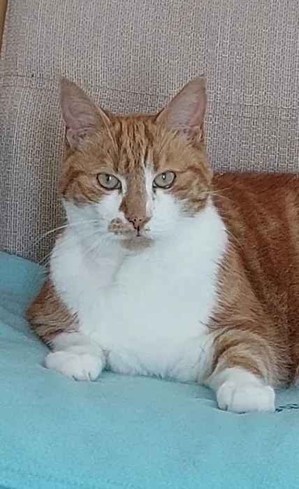 The Cardiff Cat Clinic Picture 10