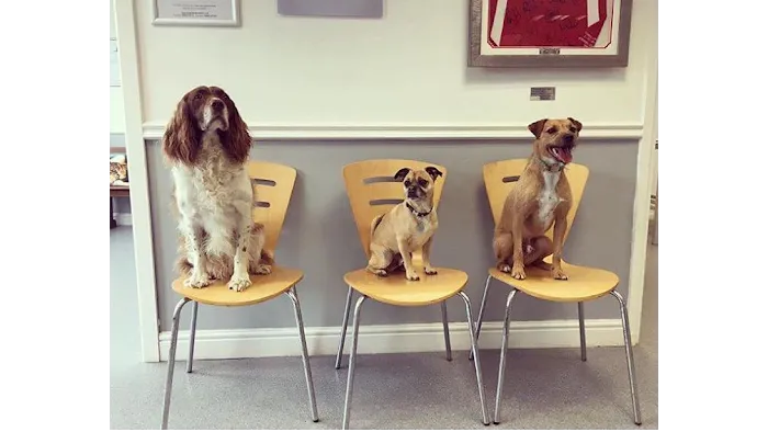St. David Veterinary Centre, Pentwyn Picture 3