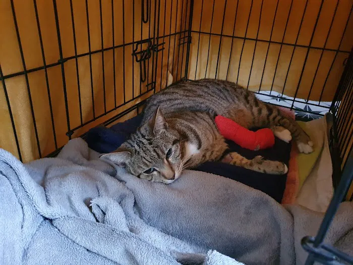 Sheffield (Birley Moor) Vets4Pets Picture 3