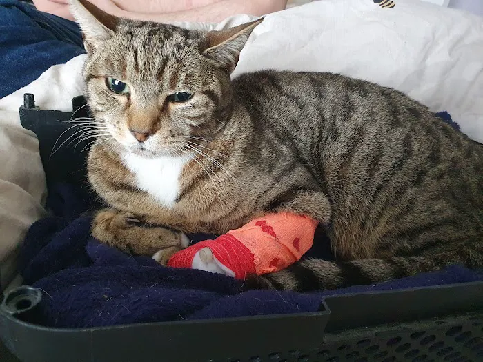 Sheffield (Birley Moor) Vets4Pets Picture 2