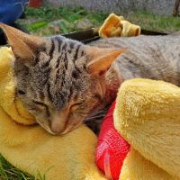 Sheffield (Birley Moor) Vets4Pets ico