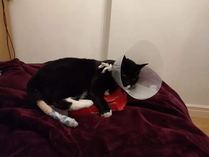 Sheffield (Birley Moor) Vets4Pets Picture 5