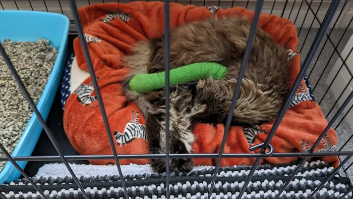 Sheffield (Birley Moor) Vets4Pets Picture 4