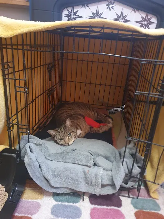 Sheffield (Birley Moor) Vets4Pets Picture 7