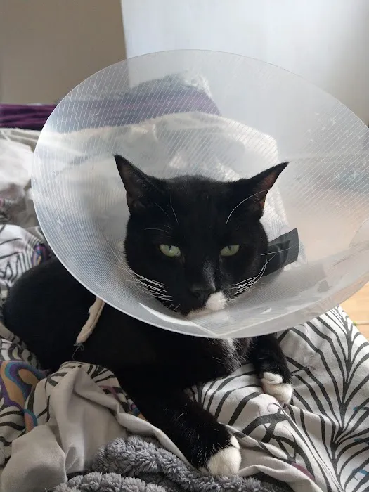 Sheffield (Birley Moor) Vets4Pets Picture 10