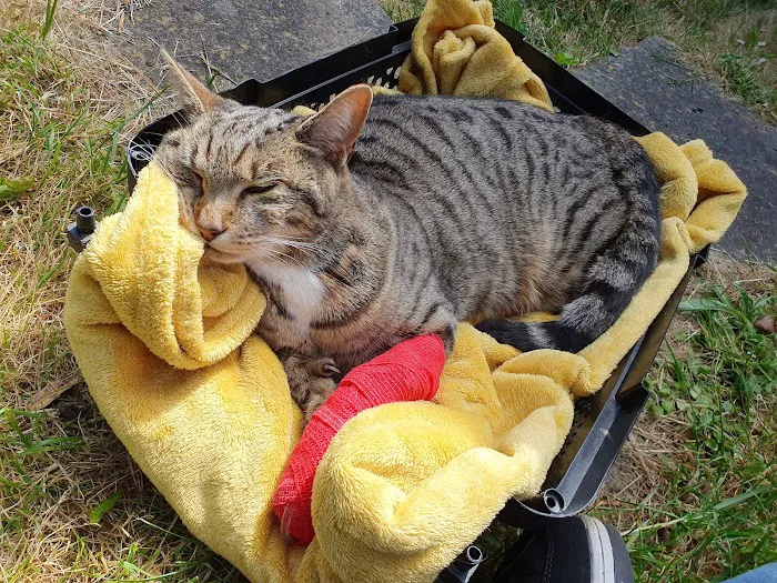 Sheffield (Birley Moor) Vets4Pets Picture 8