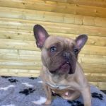 Canine Physio Hut - Hannah Smith Veterinary Physiotherapy