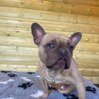 Canine Physio Hut - Hannah Smith Veterinary Physiotherapy ico