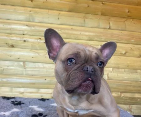 Canine Physio Hut - Hannah Smith Veterinary Physiotherapy