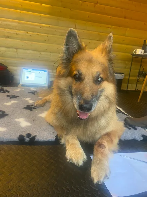 Canine Physio Hut - Hannah Smith Veterinary Physiotherapy Picture 5