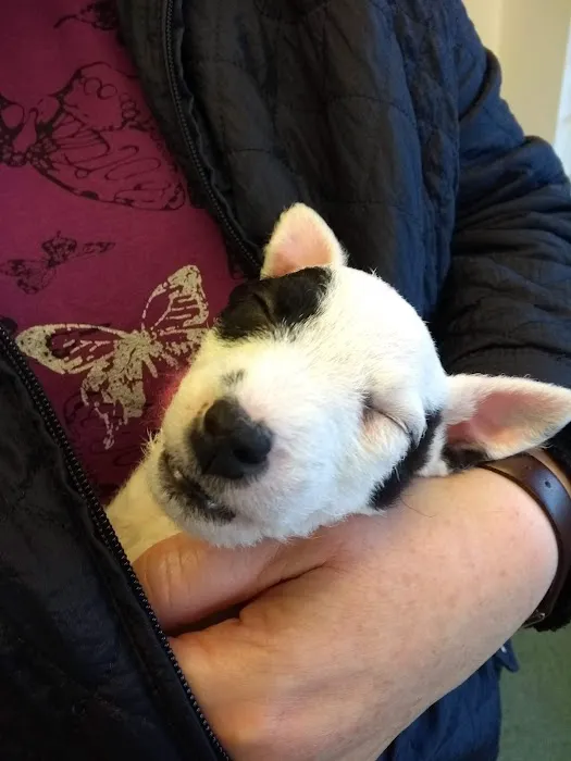 Springfield Veterinary Group - Hackenthorpe Picture 5