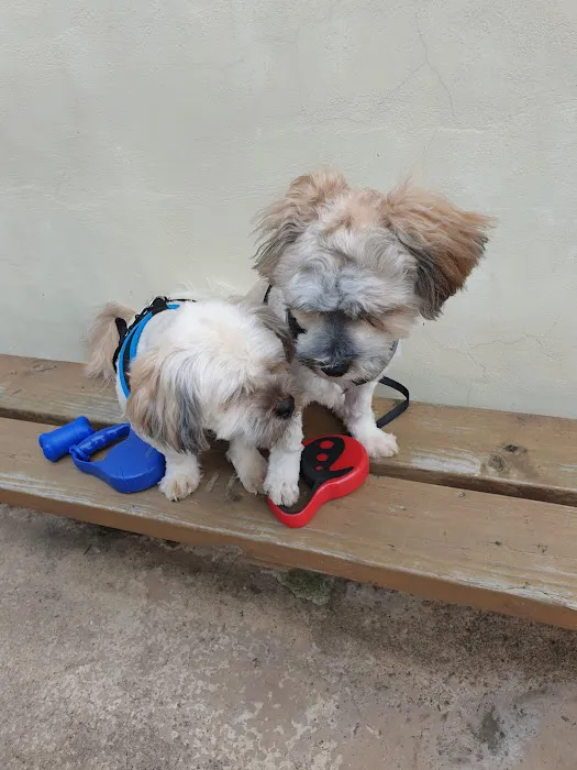 Springfield Veterinary Group - Hackenthorpe Picture 2