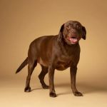 Springfield Veterinary Group - Hackenthorpe