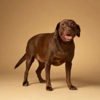 Springfield Veterinary Group - Hackenthorpe ico