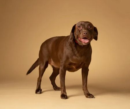 Springfield Veterinary Group - Hackenthorpe