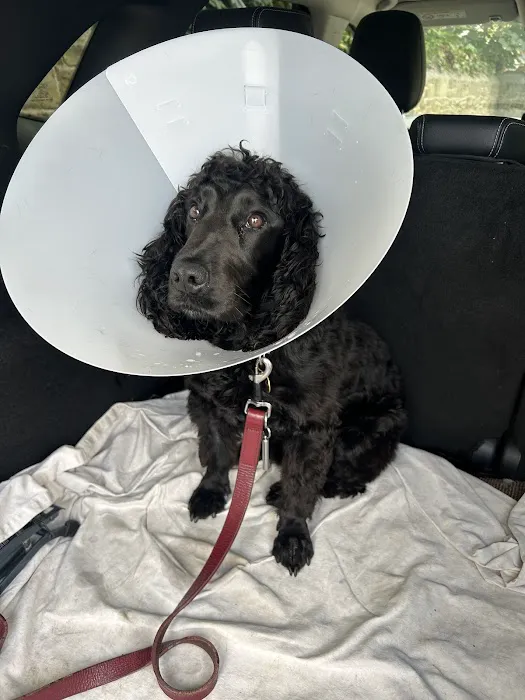 Springfield Veterinary Group - Hackenthorpe Picture 9
