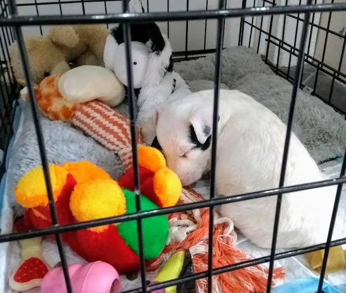 Springfield Veterinary Group - Hackenthorpe Picture 10