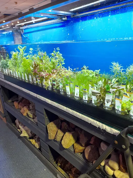 Maidenhead Aquatics Chesterfield Picture 1