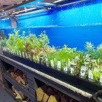 Maidenhead Aquatics Chesterfield ico