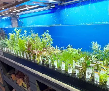 Maidenhead Aquatics Chesterfield