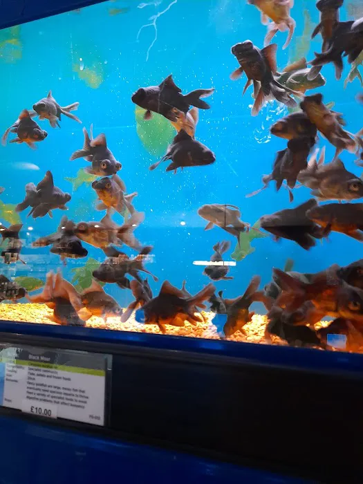 Maidenhead Aquatics Chesterfield Picture 4