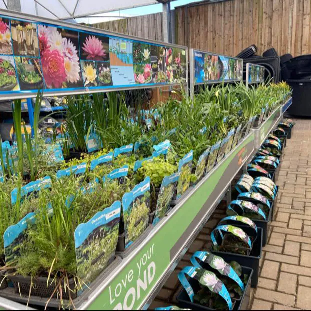 Maidenhead Aquatics Chesterfield Picture 5