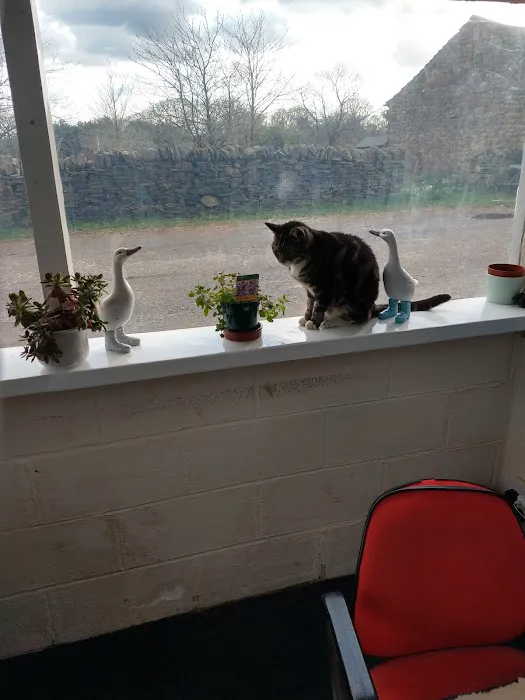 Smile Cattery Picture 3