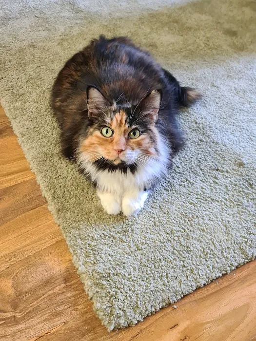 Smile Cattery Picture 2