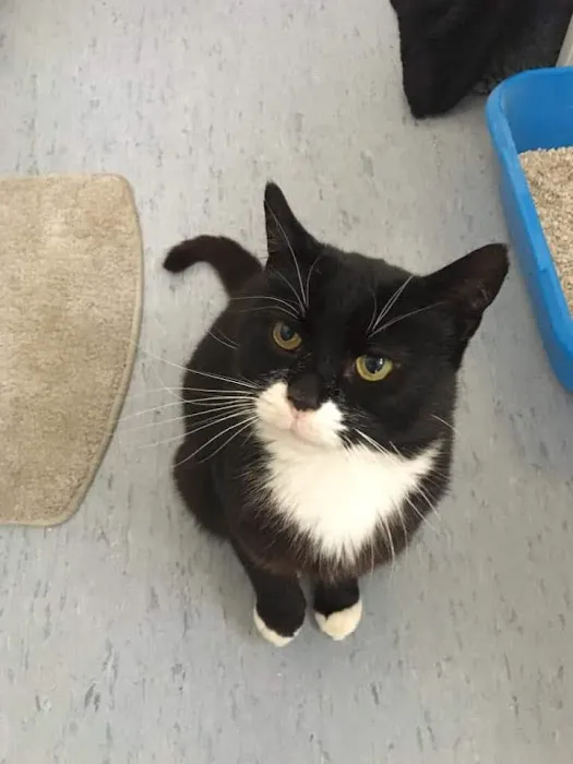 Smile Cattery Picture 1
